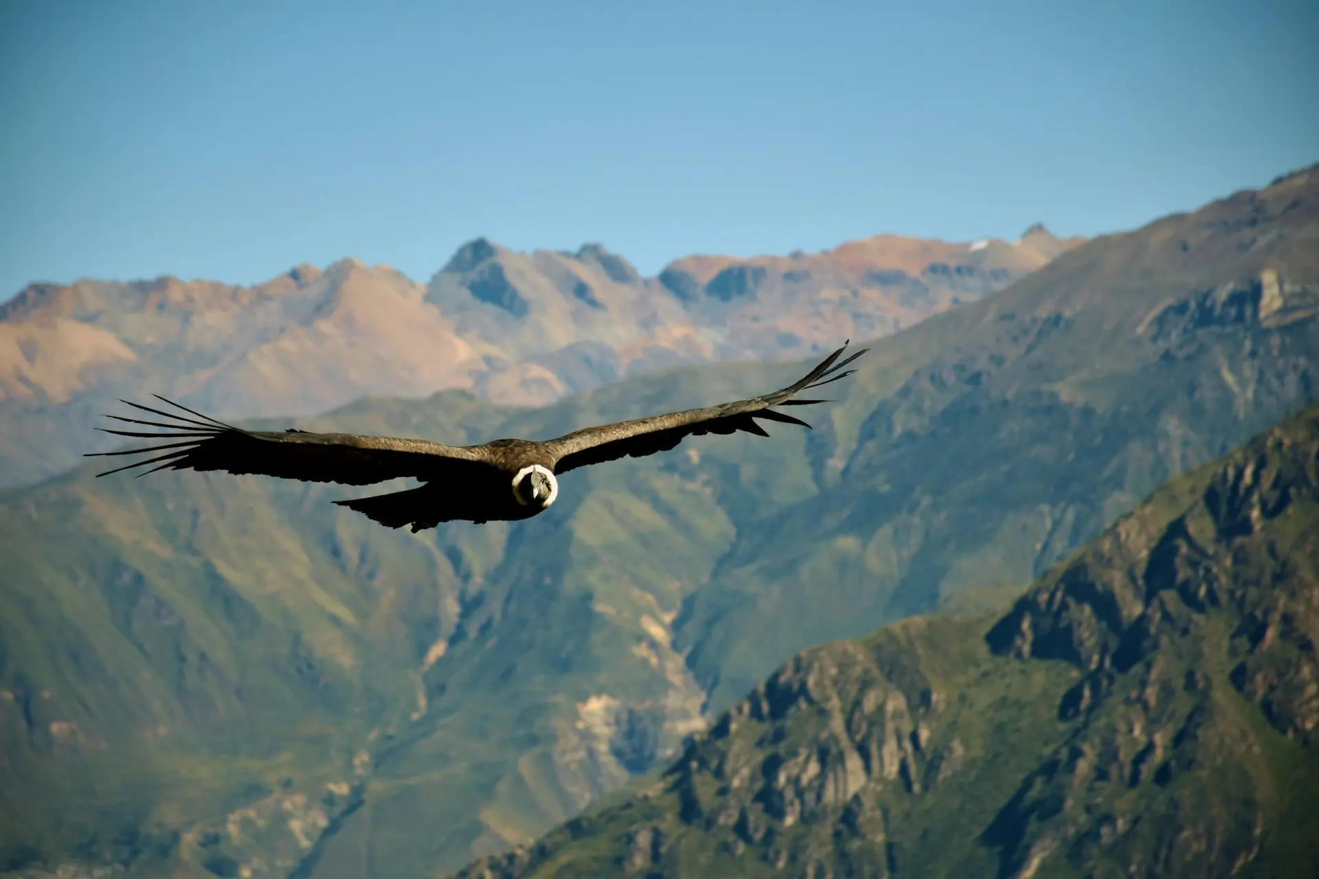 brown bird